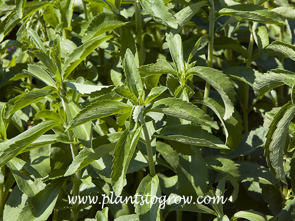 Sweet Leaf (Stevia rebaudiana)
The leaves of this plant are very sweet tasting.